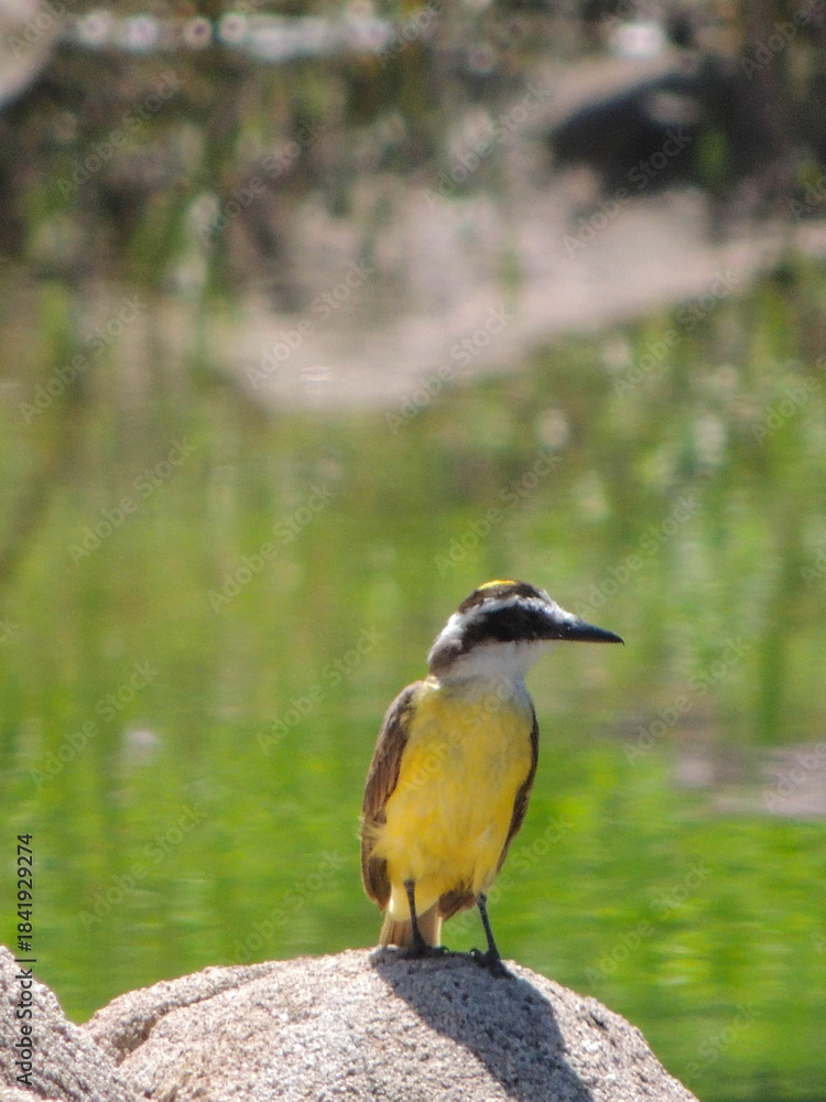 Obraz premium Pájaro benteveo 