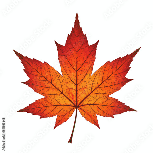 A vibrant fivelobed maple leaf with deep red and orange autumnal coloration against a white background