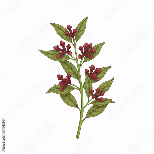 Botanical illustration of a clove plant branch with green leaves and red flower buds