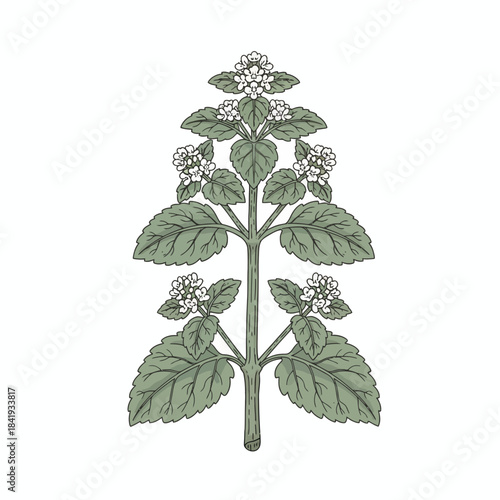 Botanical illustration of a flowering plant stem with opposite leaves and whorled white blossoms