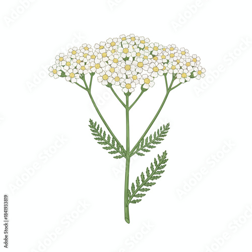 Botanical illustration of a white yarrow flower cluster with fernlike leaves