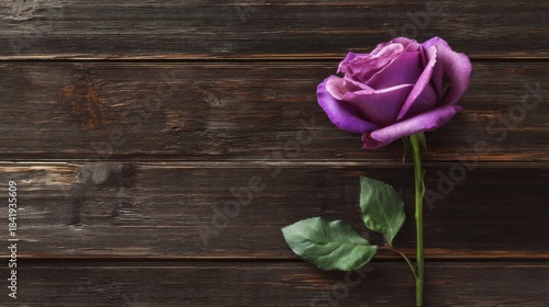 A vibrant purple rose with fully open petals lies against a dark wooden background,