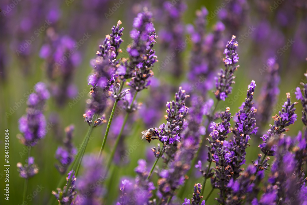Fototapeta premium Lavender flowers in selective focus, close up view.