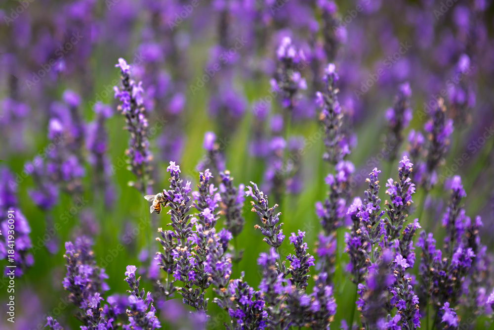 Obraz premium Lavender flowers in selective focus, close up view.