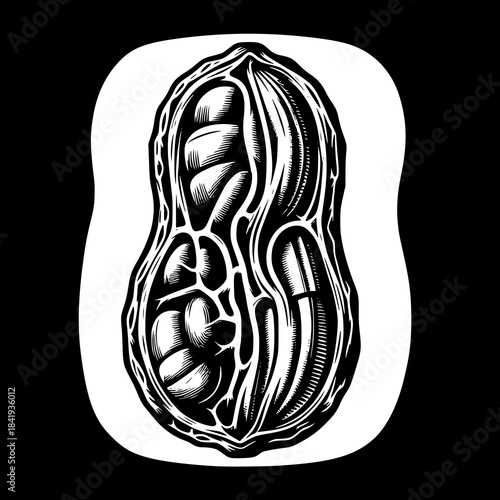 Inside the Peanut Shell: A detailed illustration of a peanut with the shell cut in half, revealing the intricate internal structure of the groundnut, with a stark contrast between black and white.