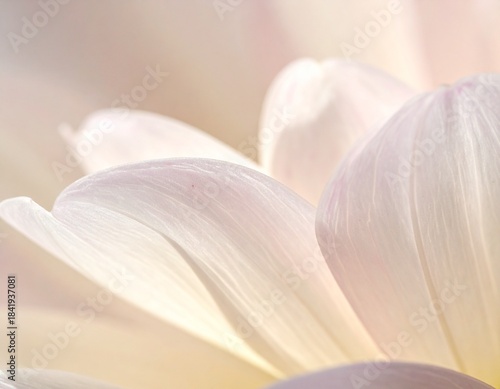 Close-up macro photograph showing delicate flower petal texture under soft natural lighting, perfect for floral backgrounds and romantic designs.