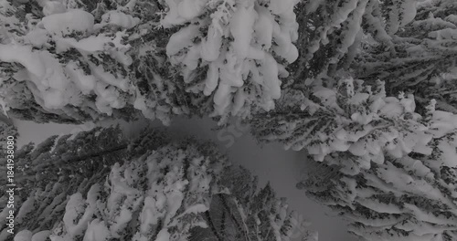 Drone vue plongeante sur sapins enneigés