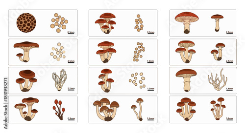 Various types of mushrooms and fungi displayed in a grid format.