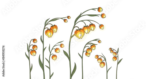 Vibrant Orange Bell Flowers Blooming on Slender Stems.