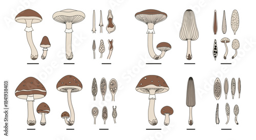 Detailed Botanical Illustration of Various Mushroom Species.