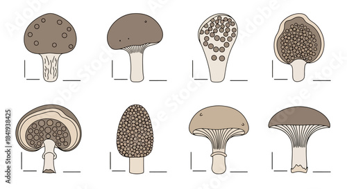 Detailed illustration of various mushroom types with distinct caps and stems.