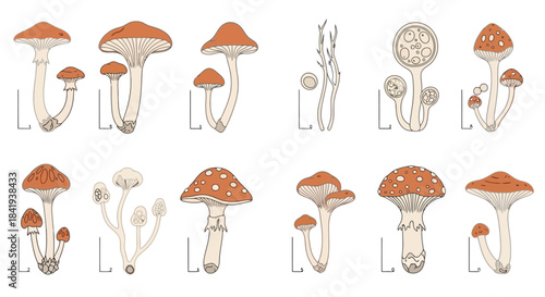 Detailed Scientific Illustrations of Various Mushroom Species with Measurement Scales.