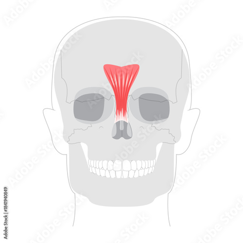 Procerus - Nasal muscle shown in anatomy diagram, responsible for drawing the skin between the eyebrows downward, expressing frowning medical reference and educational illustration.