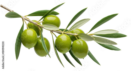 Wallpaper Mural Creative representation of green olives on a branch isolated focusing on olive, olives, green ideal for Torontodigital.ca