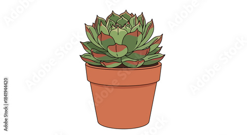Vibrant Green and Red Succulent Plant in a Terracotta Pot.