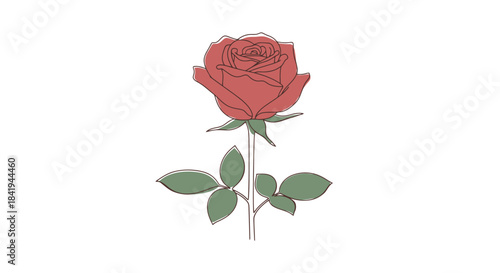 Vibrant Red Rose with Green Leaves on a White Background.