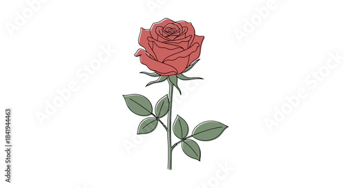 Vibrant Red Rose with Green Stem and Leaves.