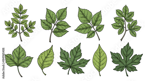 Set of various green leaves hand drawn style