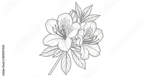Elegant azalea flower line art composition for botanical illustrations and decor needs