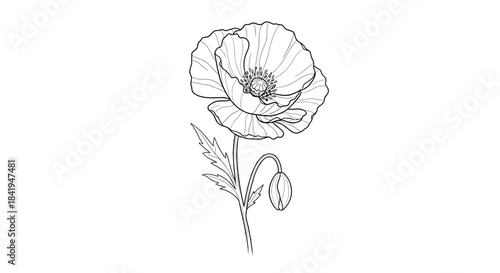 Elegant poppy flower line art showcasing delicate petals and blooming beauty depiction