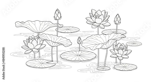 Serene water garden lotus blossoms and lily pads ink illustration with tranquil ambiance