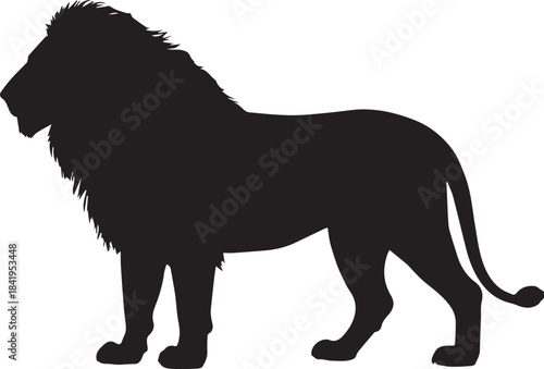 Silhouette of a male lion standing