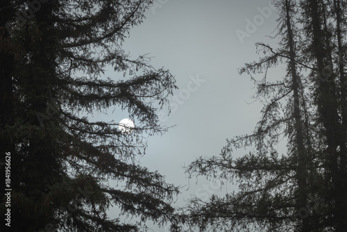 Dawn Moon Through Norwegian Spruce