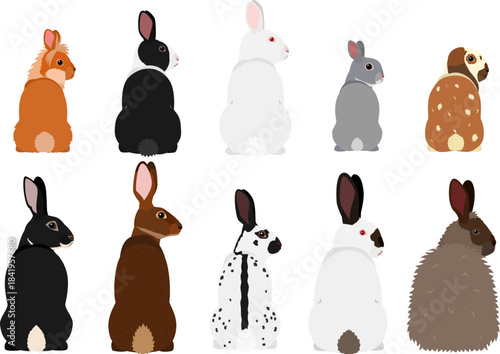 set of rabbits looking back