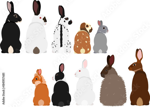 set of rabbits looking back