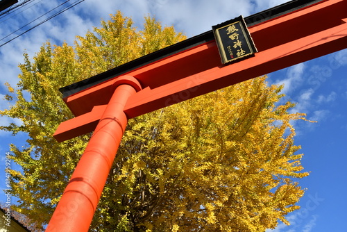 川越熊野神社　イチョウ　鳥居