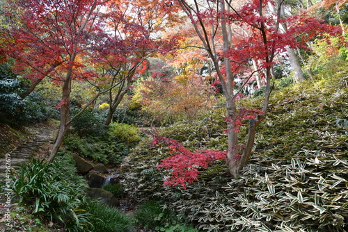 三渓園　紅葉の遊歩道　秋