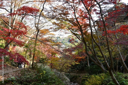 三渓園　紅葉の遊歩道　秋
