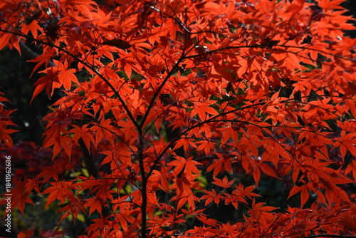 紅葉　もみじ　三渓園