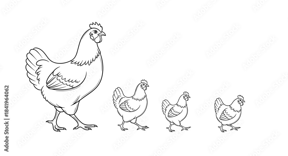 Fototapeta premium Line art drawing of a hen walking with three smaller chicks
