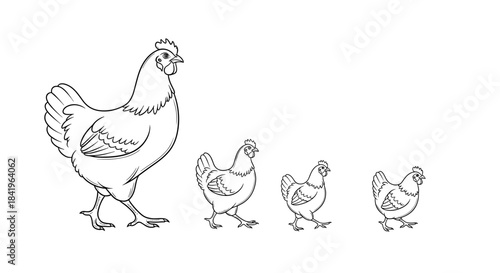 Line art drawing of a hen walking with three smaller chicks