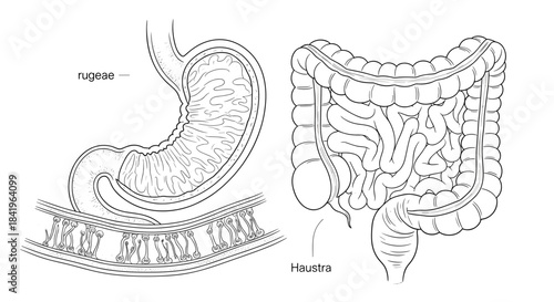 Diagram of the human stomach and large intestine showing internal structures like rugae and haustra