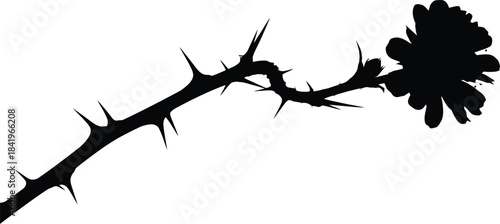 Thorny branch with flower silhouette isolated on transparent background
