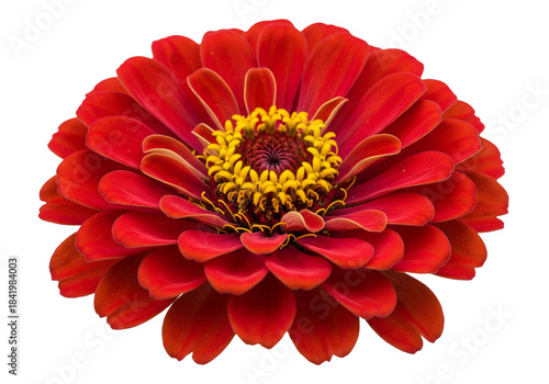 A vibrant close up of a red zinnia flower with a golden center against black