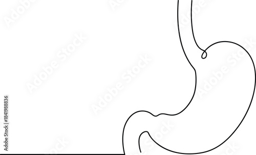 Elegant single continuous line drawing of the human stomach organ, symbolizing digestion, gastroenterology, anatomy, health, and medical science in a minimalist, educational graphic.