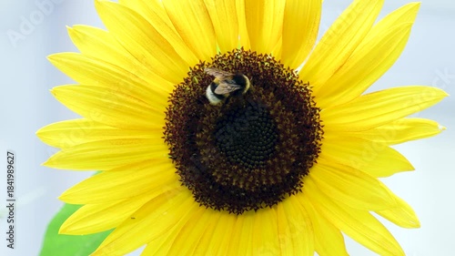 A close-up of a bright yellow sunflower with a bumblebee collecting nectar at it´s center