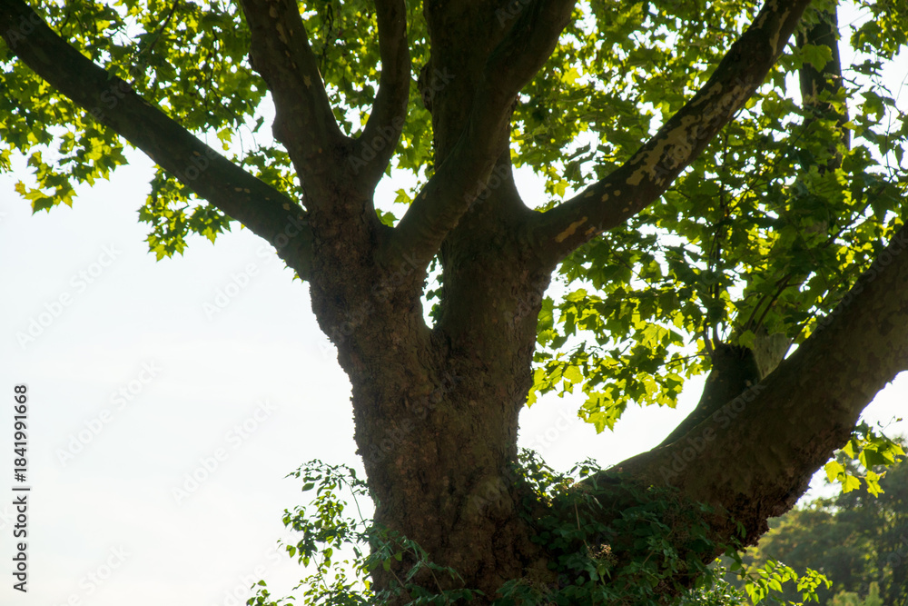 Fototapeta premium Looking Up at Old Plane Tree Trunk and Bright Green Canopy in Sunlight