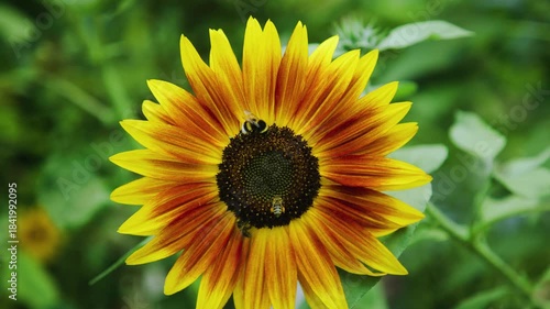 A vibrant sunflower in full bloom stands out against a blurred green background as bees gather nectar from it´s center