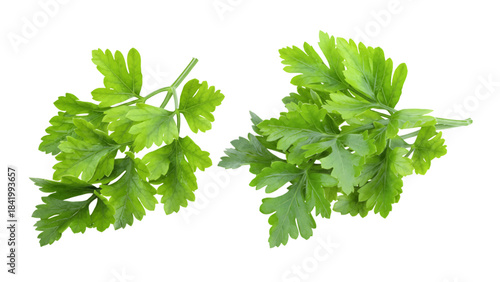 Vector of fresh parsley sprigs on a transparent background, healthy herb