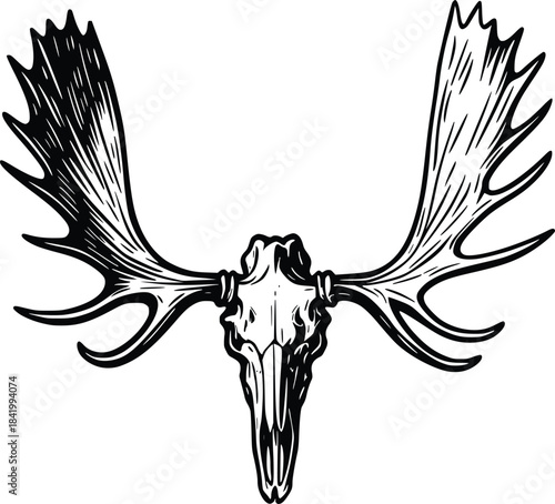reindeer skull vector hand drawn illustration