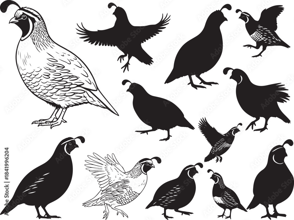 Obraz premium Quail Bird Silhouettes