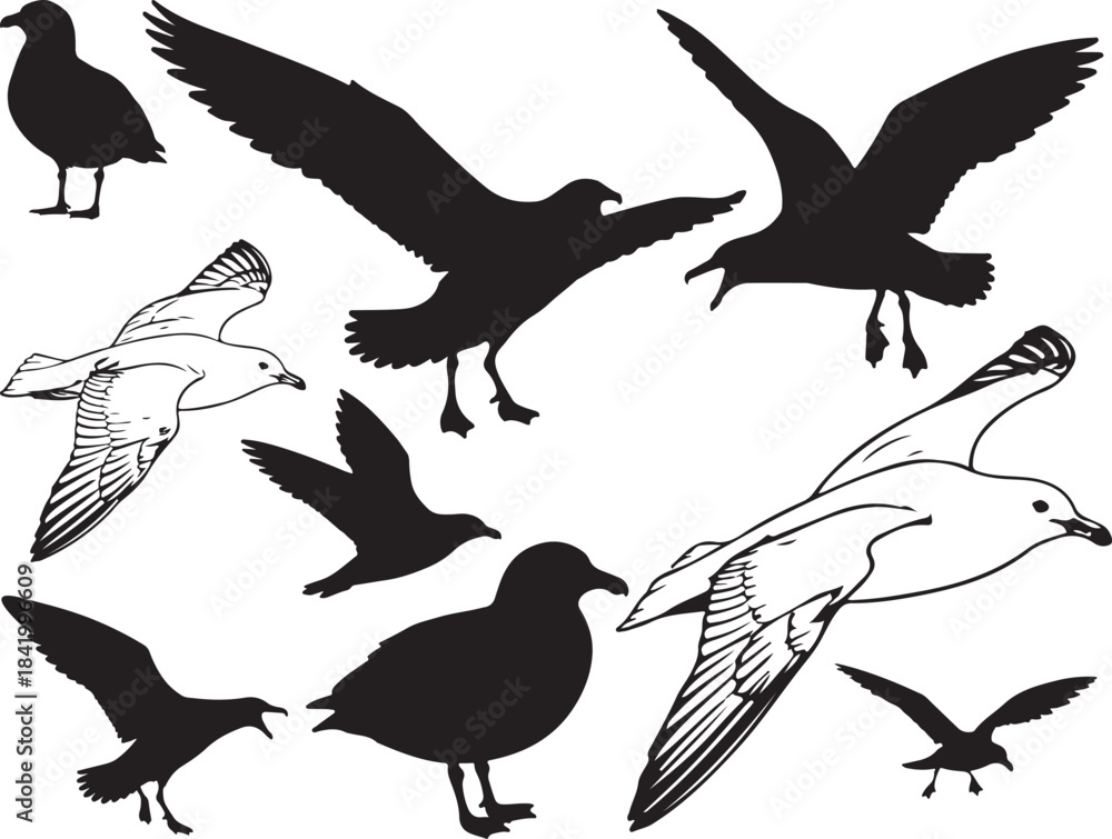 Obraz premium Skua Silhouettes