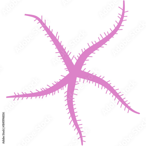 Brittle Star