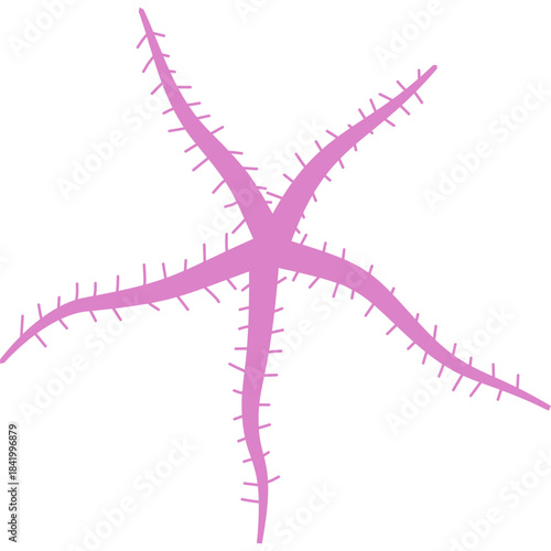 Brittle Star
