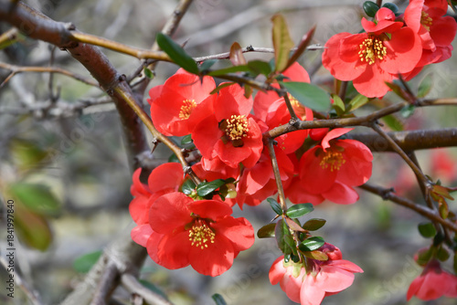 ボケの花　Flowering Quince