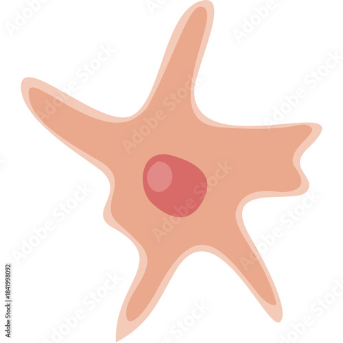 Fibroblast illustration
